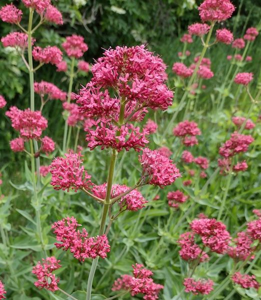 Centranthus ruber ‘Coccineus’
